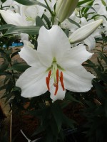 [5277 Siberia TL No01.JPG]